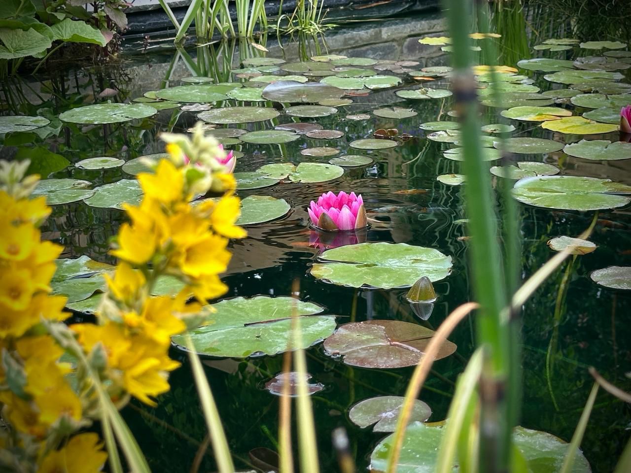 Lily pond water feature